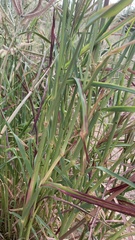 Dactyloctenium giganteum