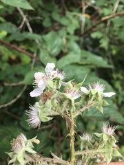 Rubus affinis