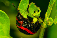 Platyphora congregata