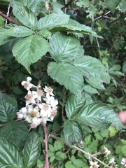 Rubus affinis