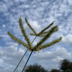 Dactyloctenium giganteum