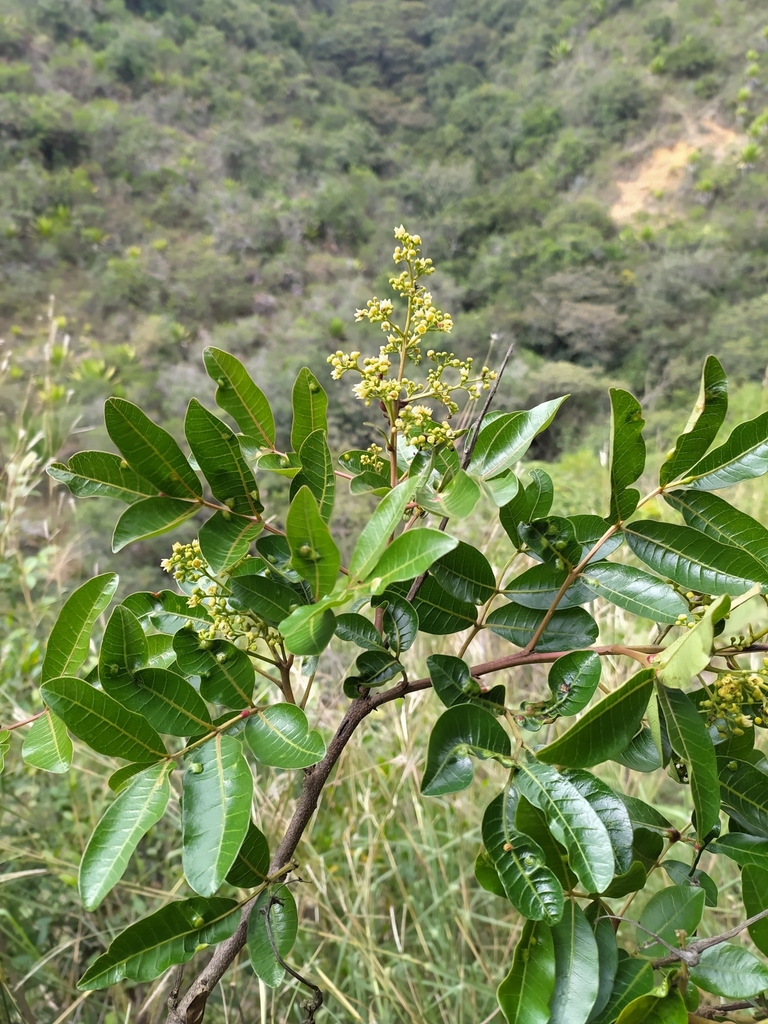 Mauria heterophylla