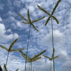 Dactyloctenium giganteum