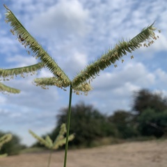 Dactyloctenium giganteum