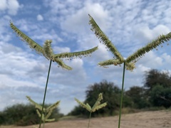 Dactyloctenium giganteum