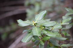 Myrsine cubana