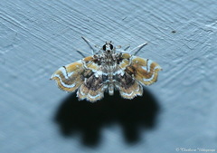Musotima suffusalis