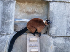 Varecia rubra