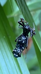 Micrathena spitzi