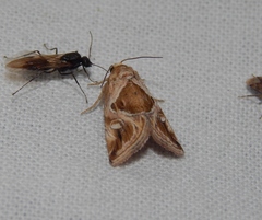 Deltote johnjoannoui