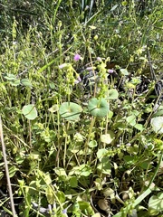 Claytonia parviflora