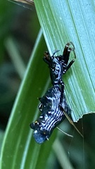 Micrathena spitzi
