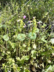 Claytonia parviflora