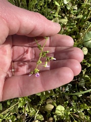 Claytonia parviflora