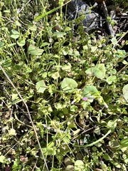 Claytonia parviflora