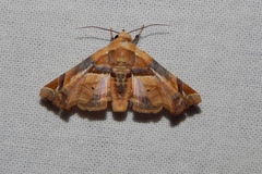 Eutelia callichroma