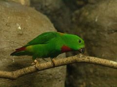 Loriculus