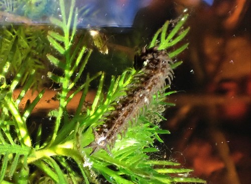 Triogma trisulcata