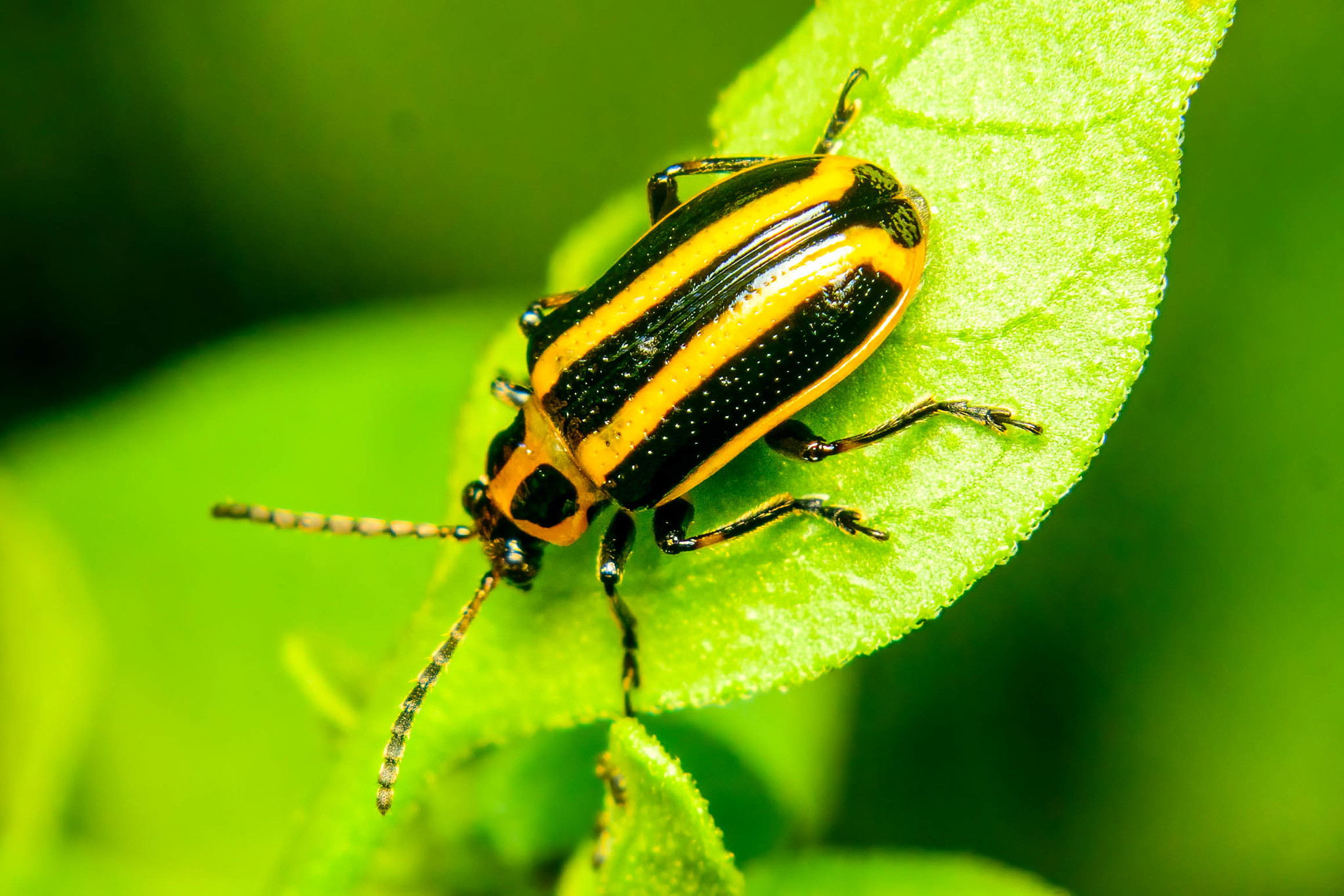 tobacco slug beetle Tobacco Slug Beetle (Lema bilineata) · iNaturalist
