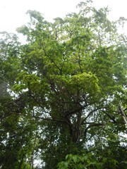 Terminalia amazonia