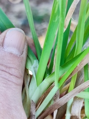 Dactylis glomerata glomerata
