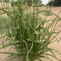 Dactyloctenium giganteum