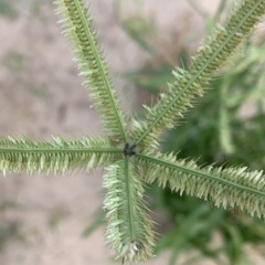 Dactyloctenium giganteum