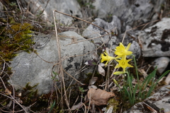 Narcissus minor