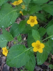 Chrysogonum