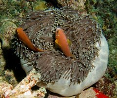 Amphiprion nigripes