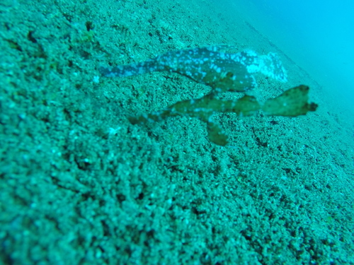 Solenostomus cyanopterus