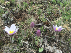 Veronica wyomingensis