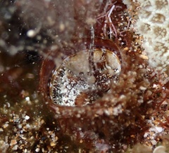 Thylacodes variabilis