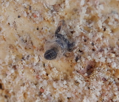 Metacyrba taeniola similis