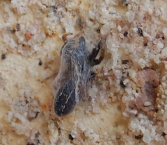 Metacyrba taeniola similis