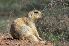 Spermophilus fulvus
