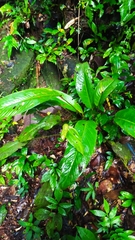 Spathiphyllum humboldtii