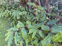 Hedychium gardnerianum