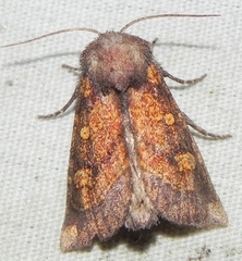Papaipema impecuniosa