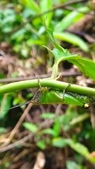 Chromolampis ornatipes