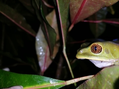 Phyllomedusa trinitatis