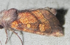 Papaipema impecuniosa