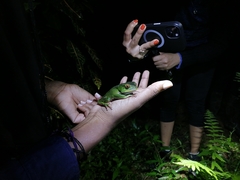 Phyllomedusa trinitatis