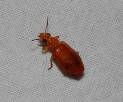 Parena ferruginea