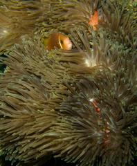 Amphiprion nigripes