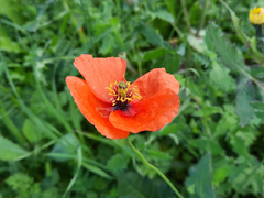 Papaver pinnatifidum