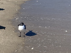 Leucophaeus atricilla