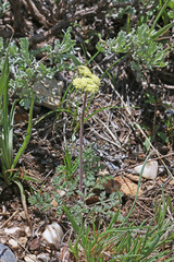 Lomatium foeniculaceum macdougalii