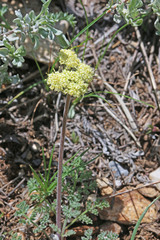 Lomatium foeniculaceum macdougalii
