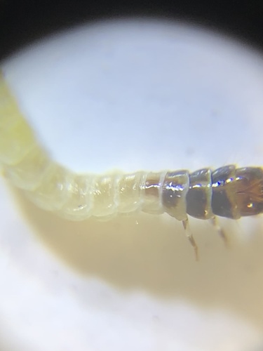Plaster Bagworm